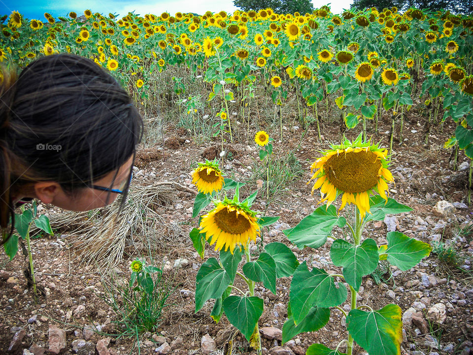 Peeping at sunflowers