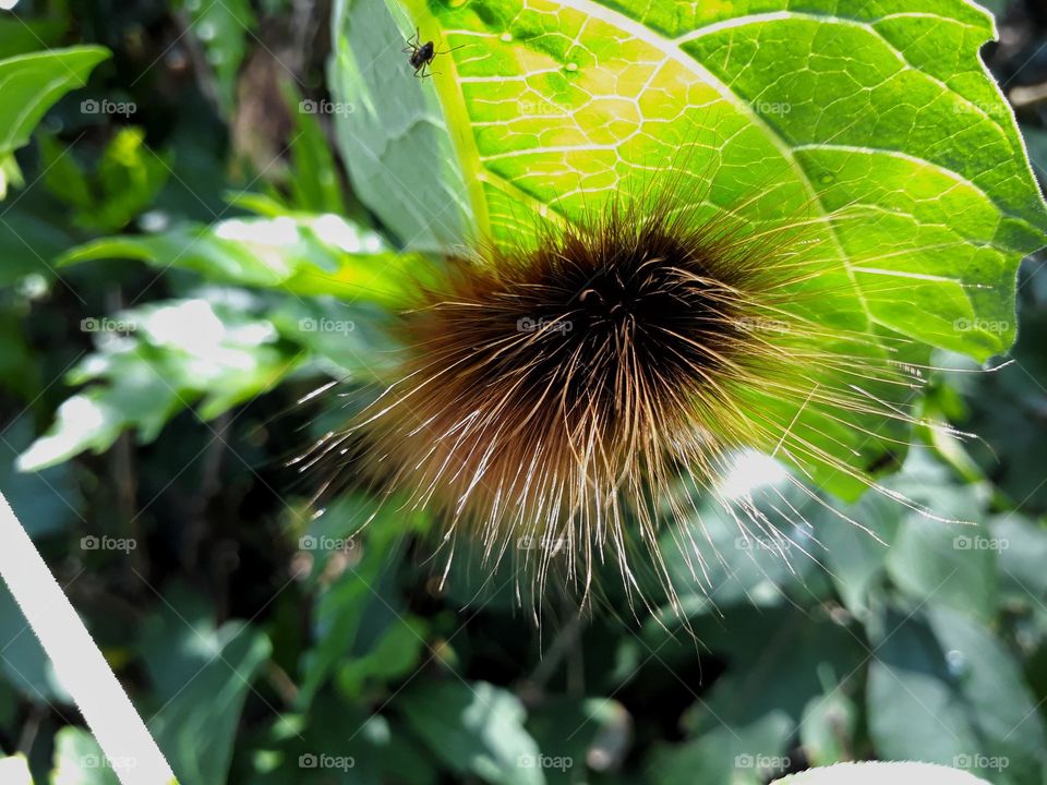 Insects and species of India