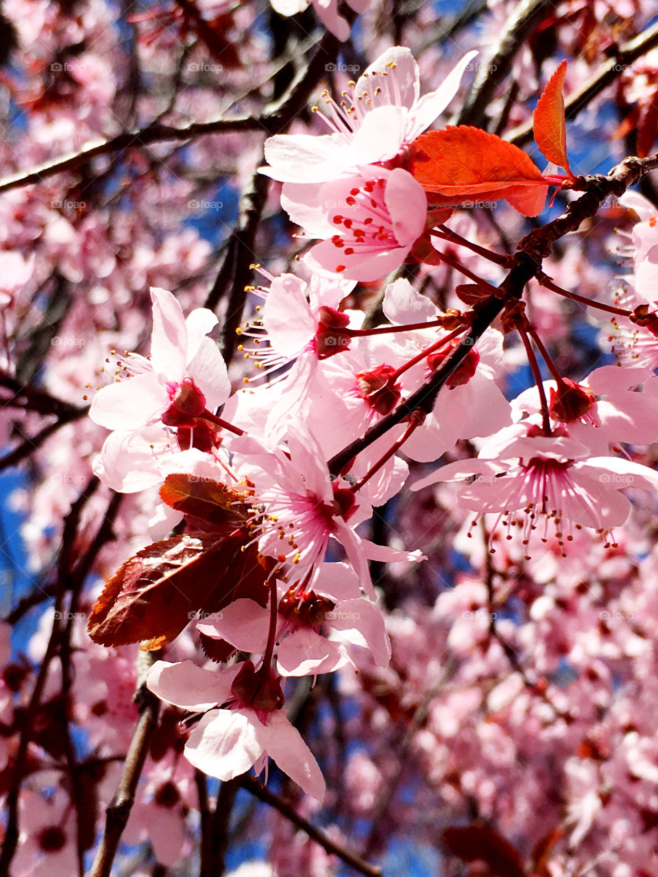 Spring blossoms