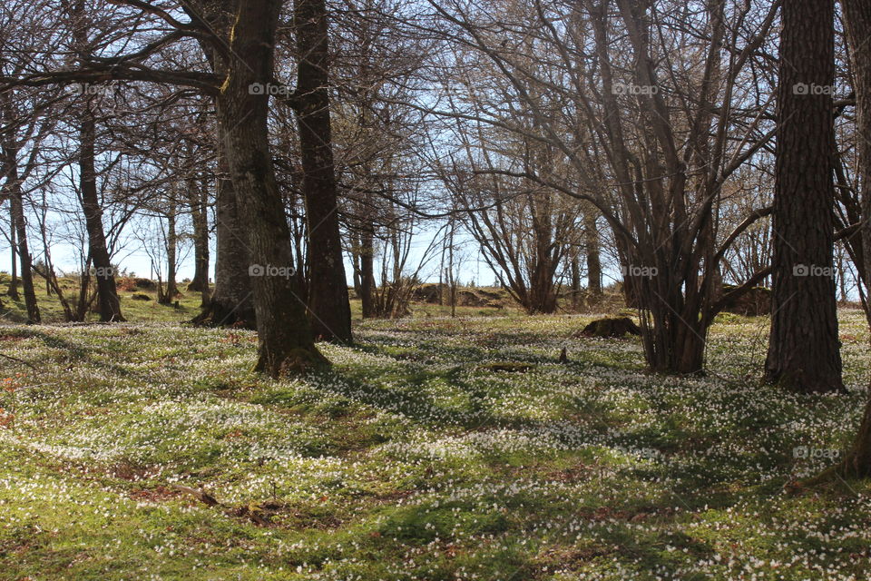 White anemones on spring meadow