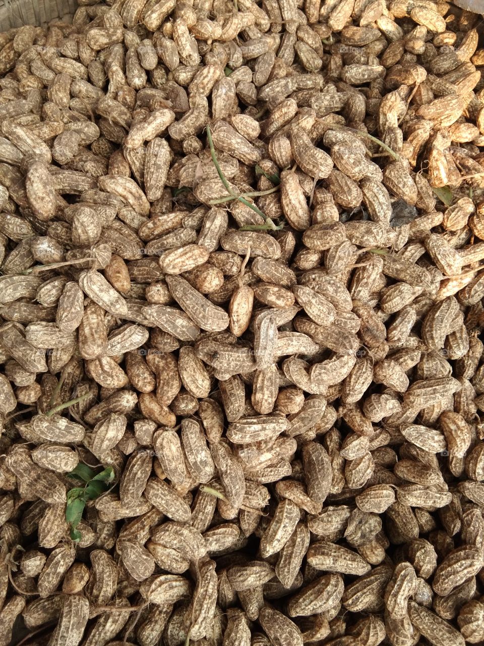 peanuts are harvested from the fields