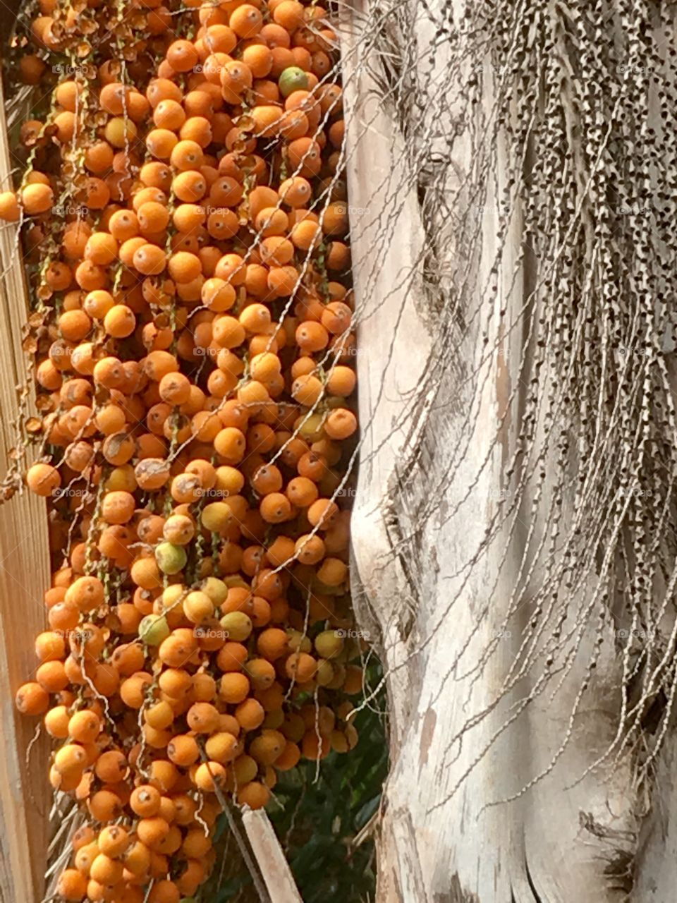 Palm tree fruit closeup still on tree