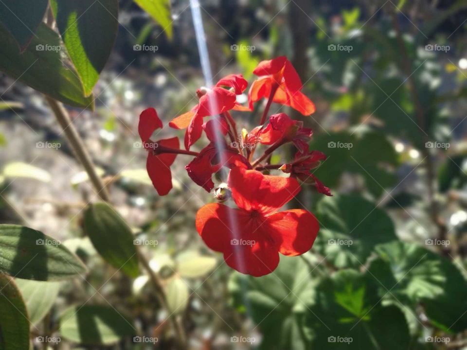 Las flores son una orgullosa afirmación de que un rayo de belleza supera a todas las utilidades del mundo.