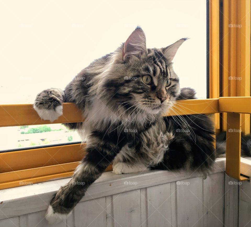 Balcony cat two.