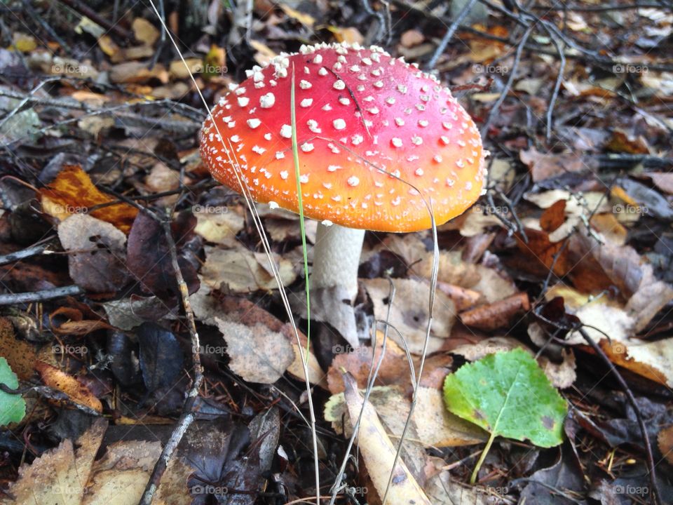 fly agaric mushroom