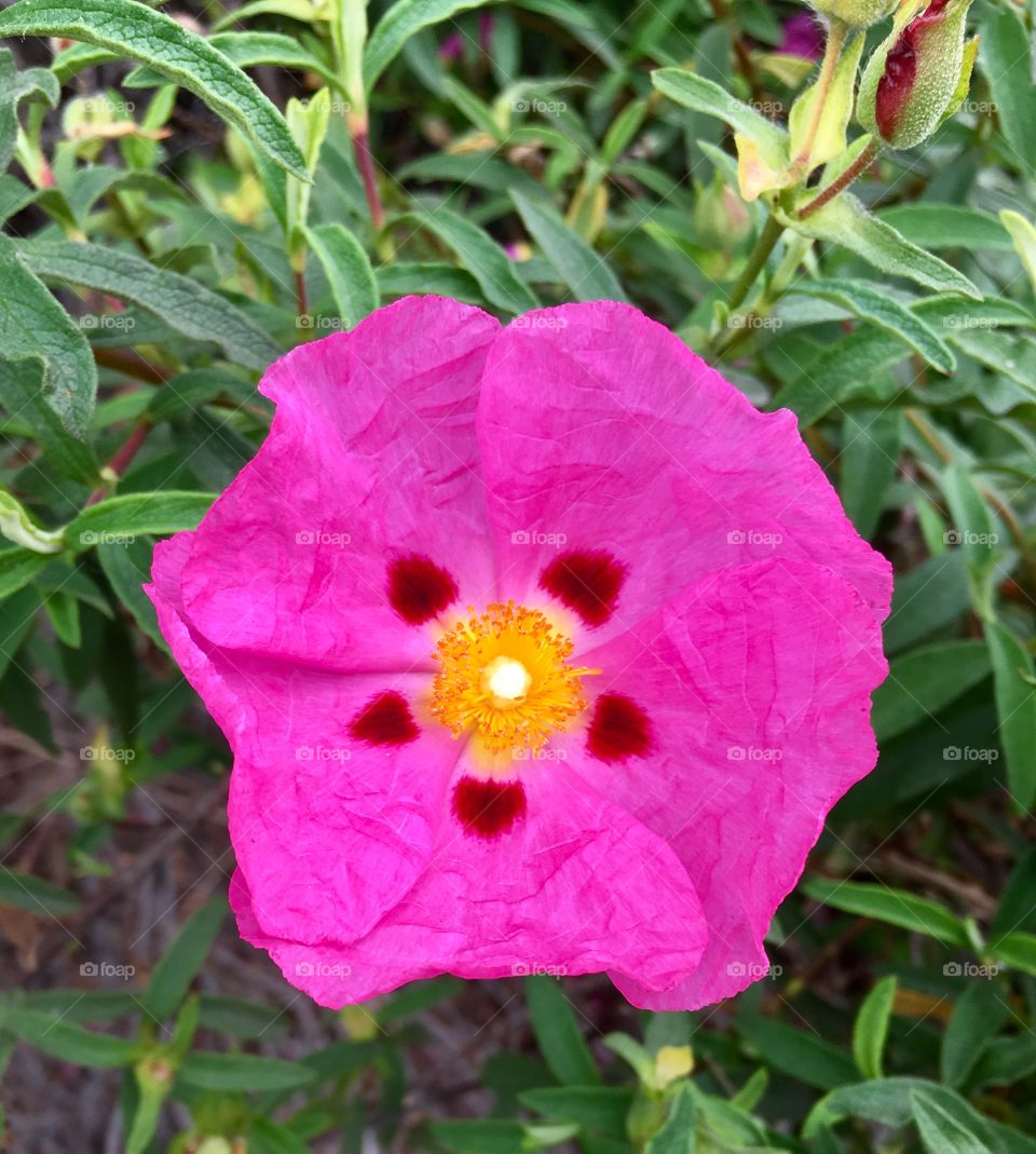 Magenta flower