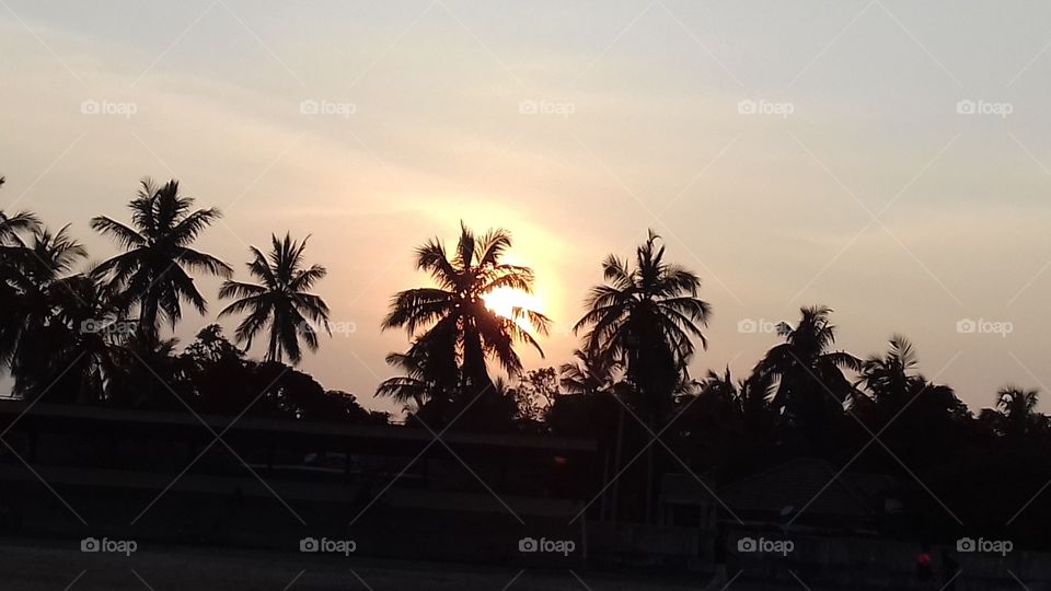 Palm, Beach, Tree, Sunset, Seashore