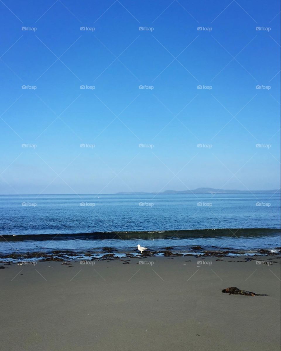 A seagull taking a morning stroll on the beach.