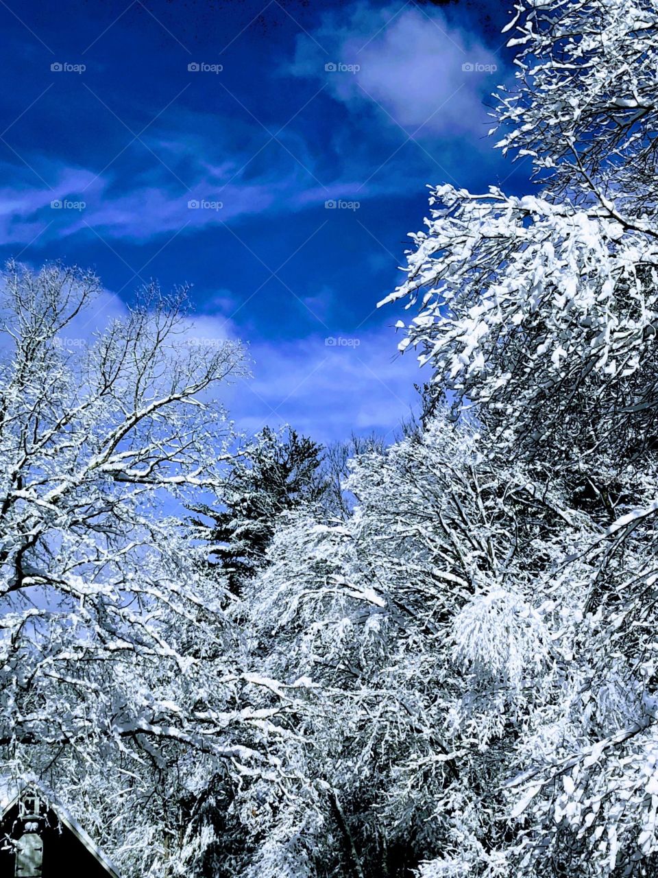 Snowcovered treetop branches set against a deep blue skyscape