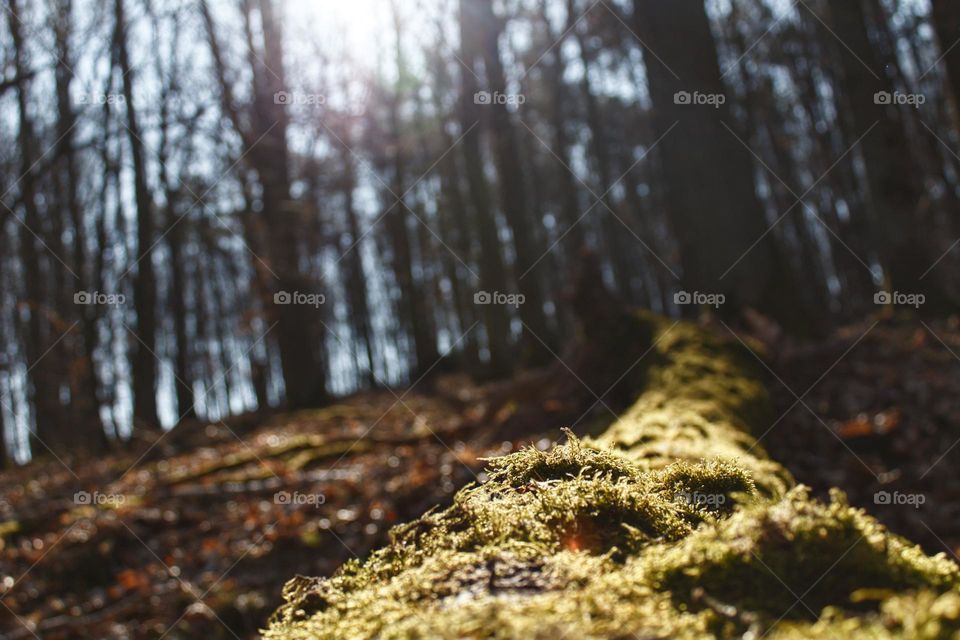 Cut and mossy tree lying on the ground in the sunlight pointing towards the other trees.