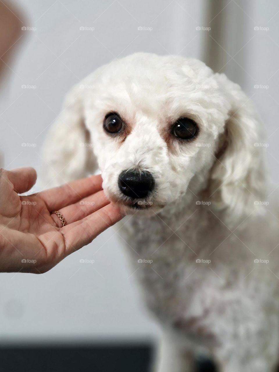 dog at the salon