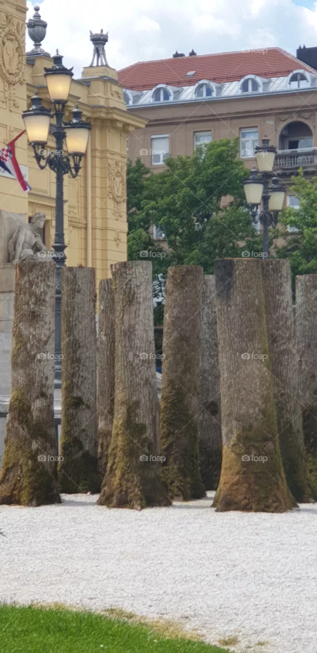 woods in the city