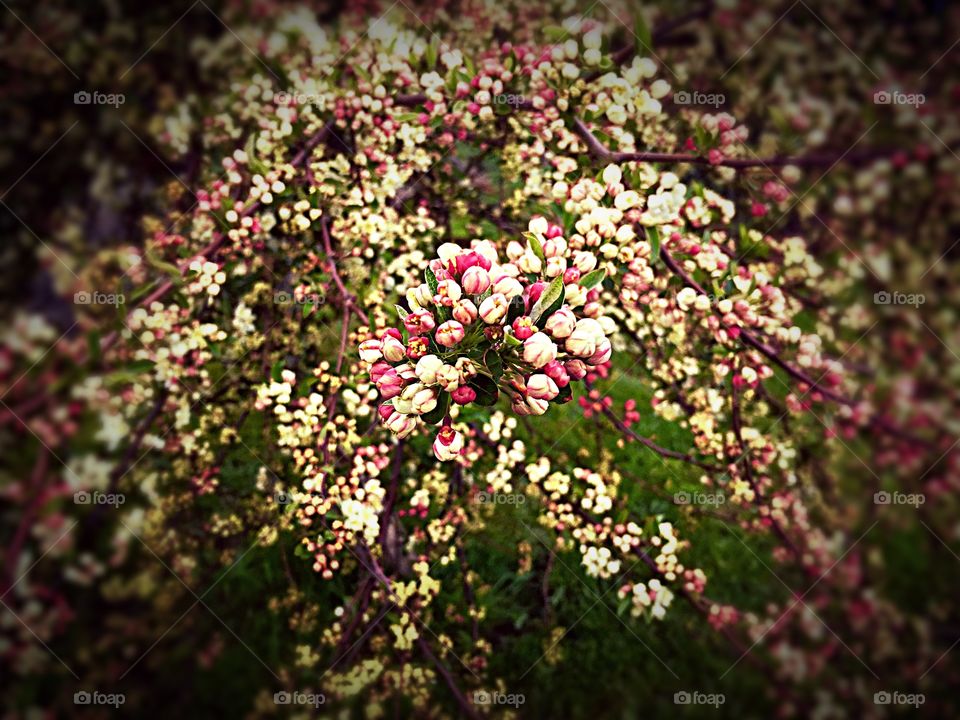 Springtime Flowers