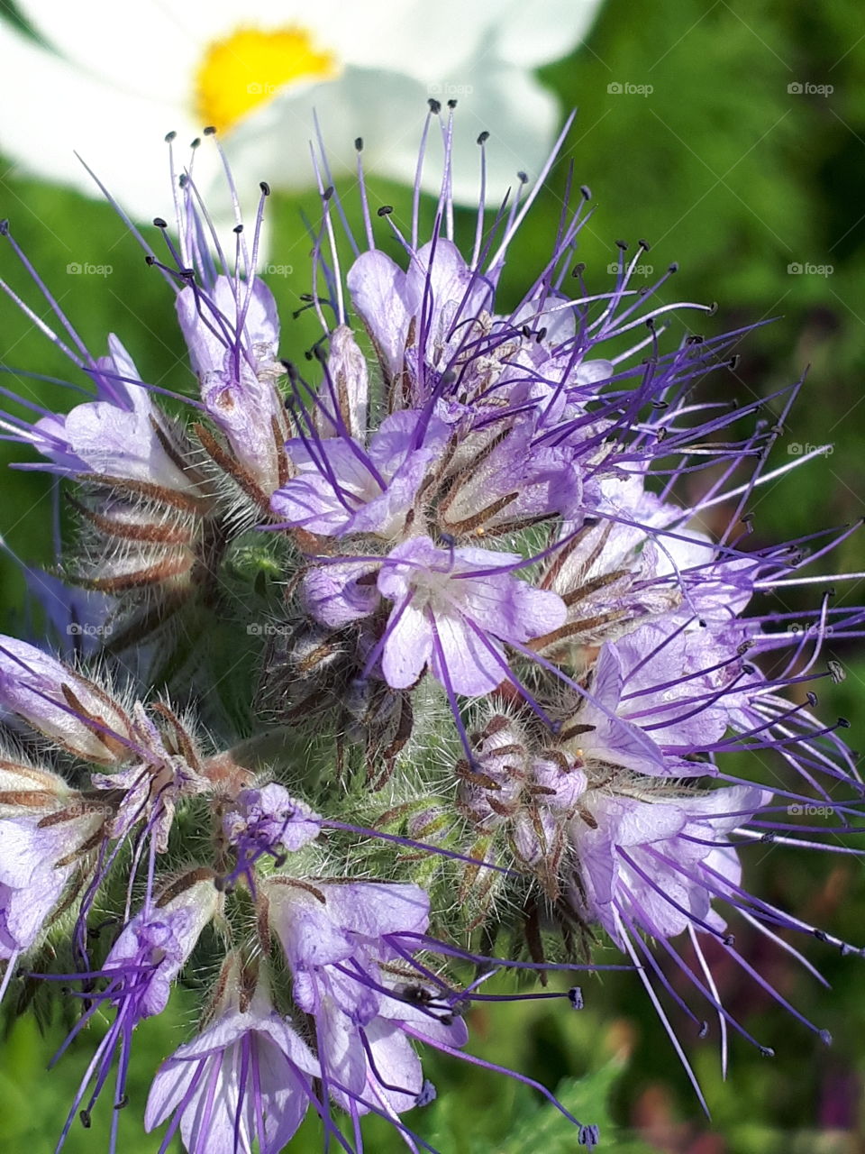 Purple Flora