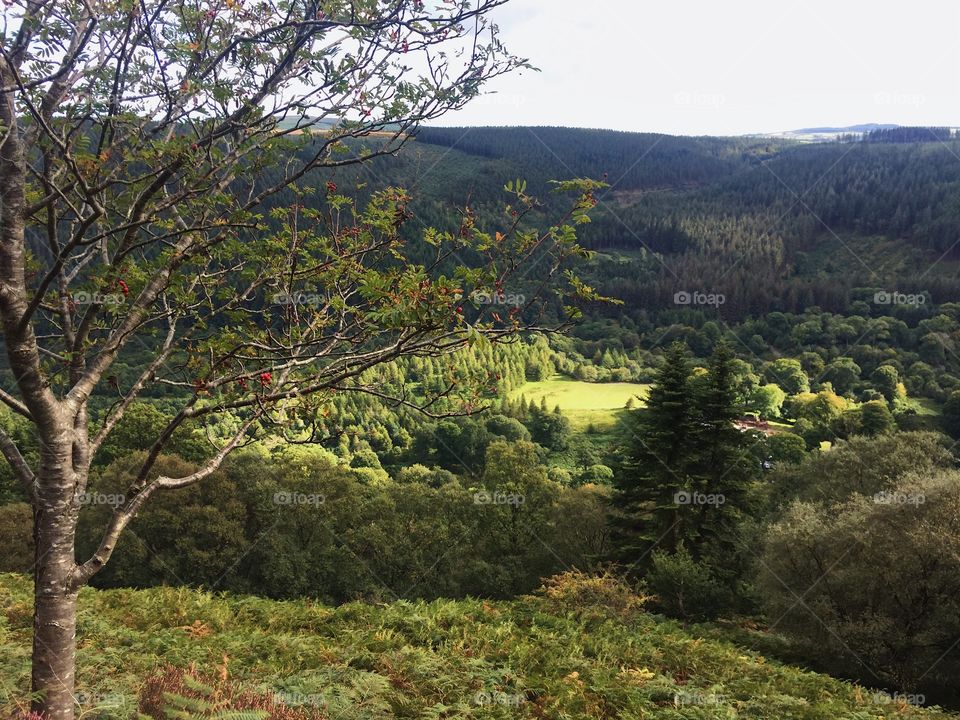 Landscape, Tree, Nature, Mountain, Fall