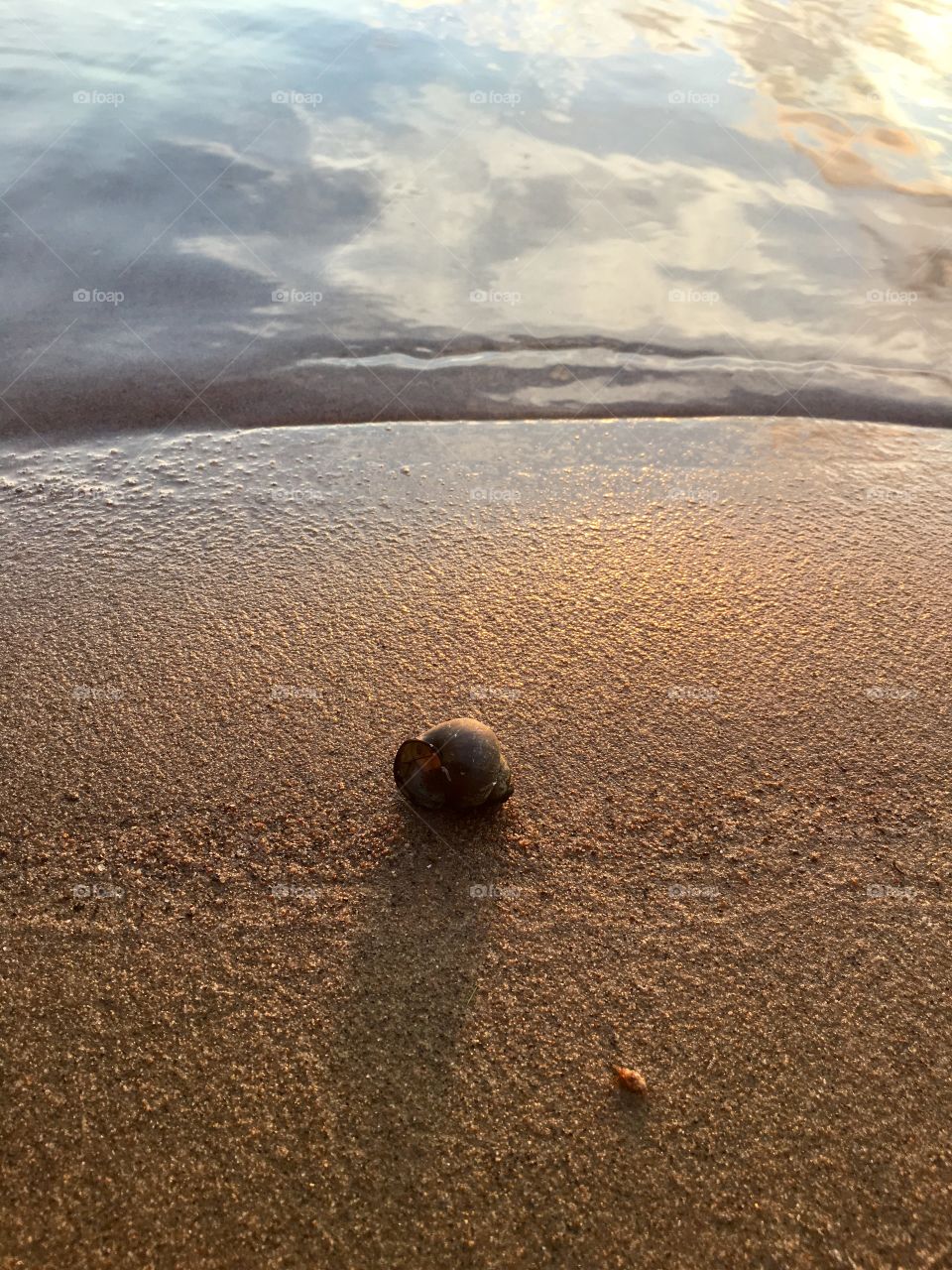 Snail shell on sand 