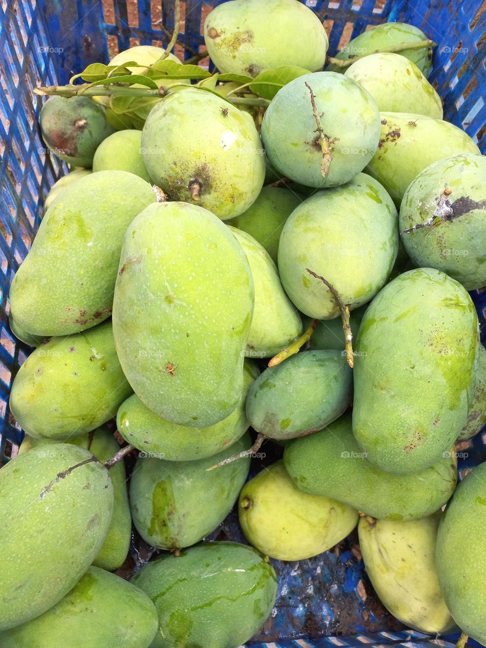 Mango or mempelam is the name of a type of fruit, as well as the name of the tree.