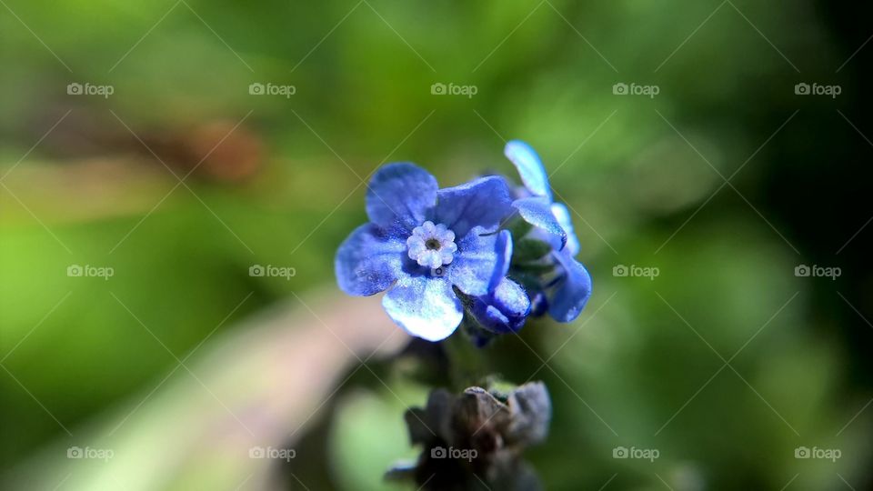 Blue Flower