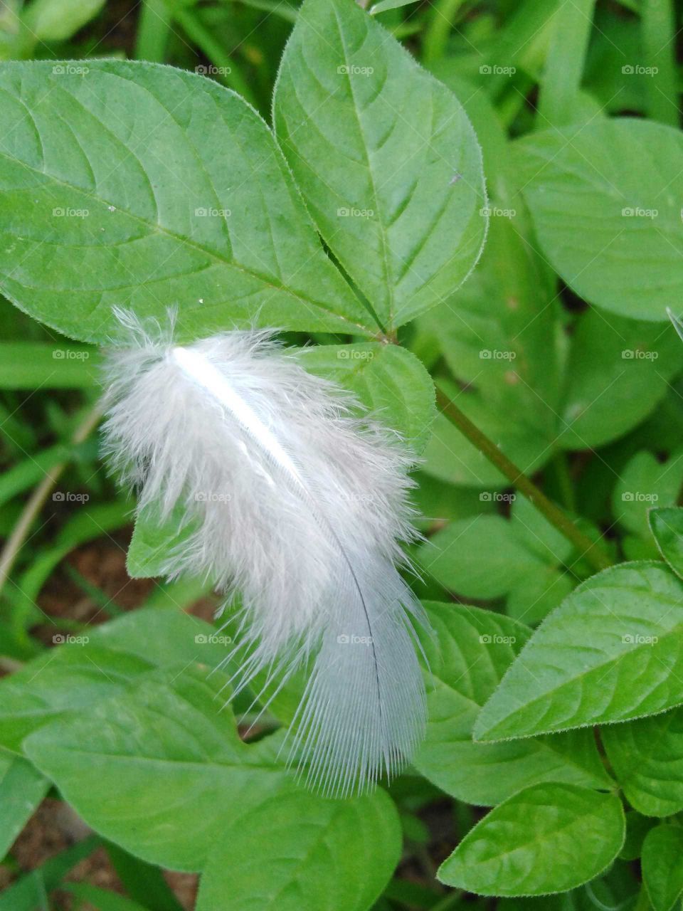 feather on a leaf