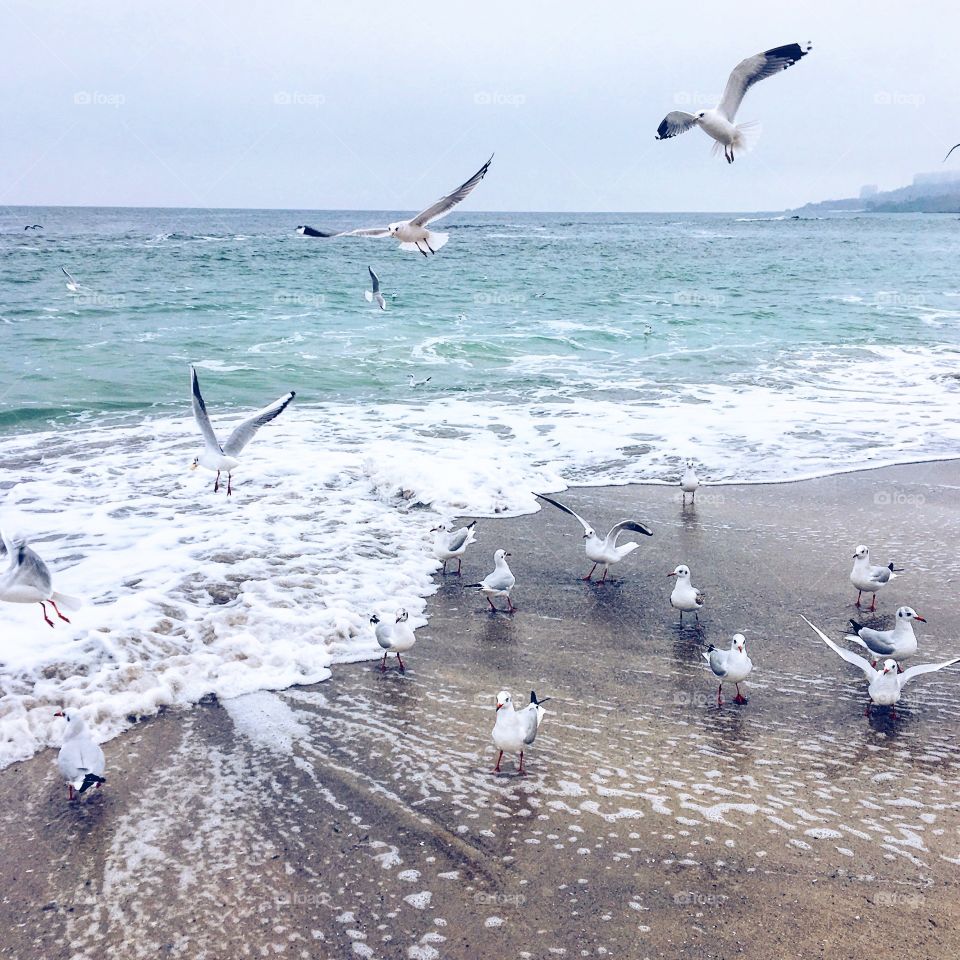 gulls on the seashore