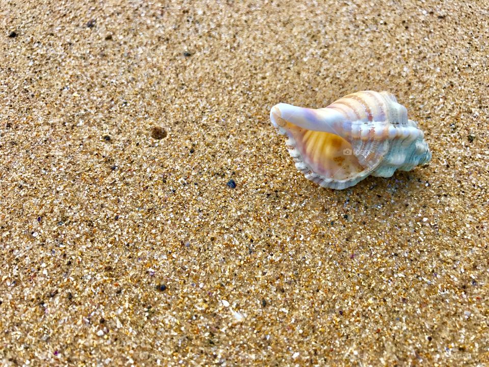 Sea shell on the sand at Surf Beach 