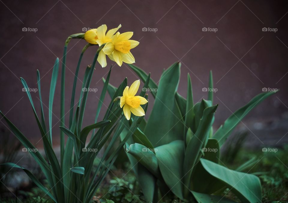 Narcissus