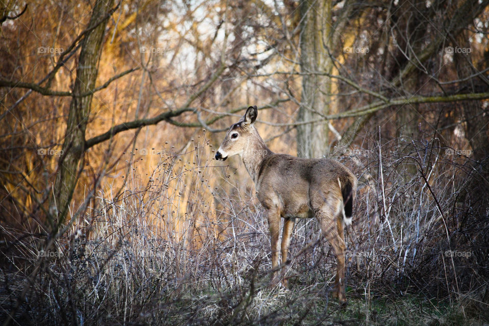 Gorgeous deer in a forest lit by a sunset