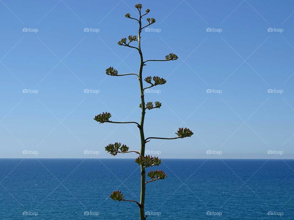 The tree and the sea