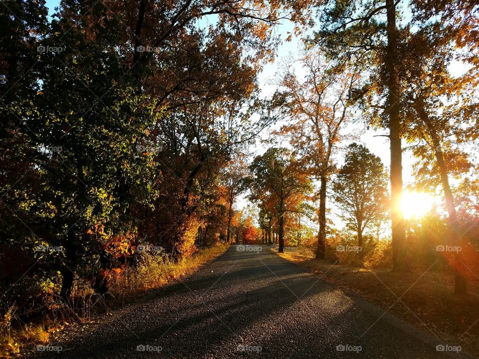 Road, Tree, Landscape, Fall, Wood