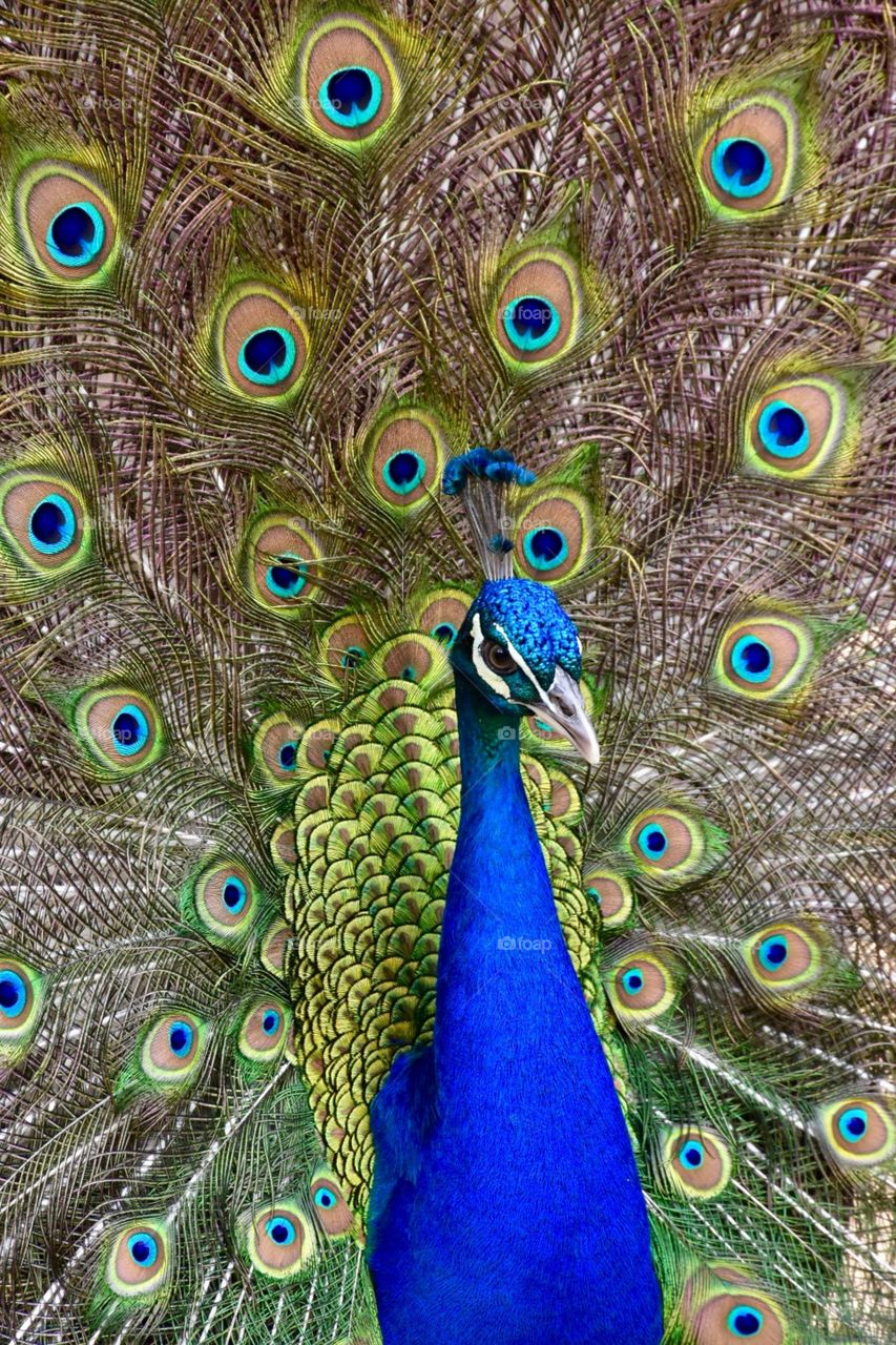 beautiful Peacock
