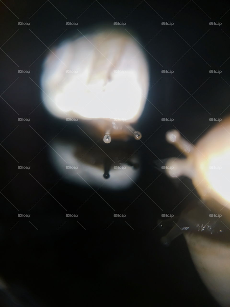 Snail reflection on the water at the dark.