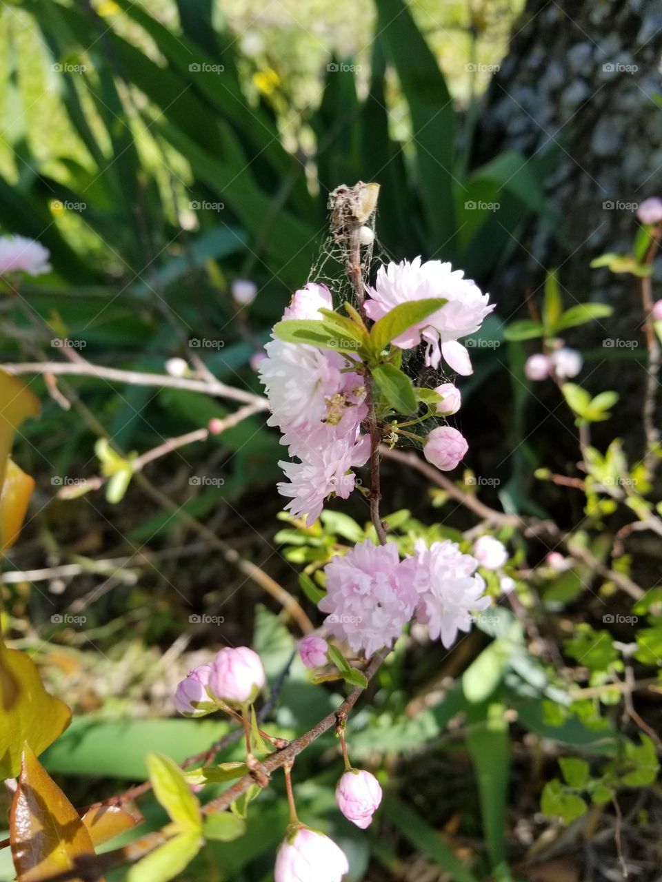 Small Pink Flowers with Spider Web