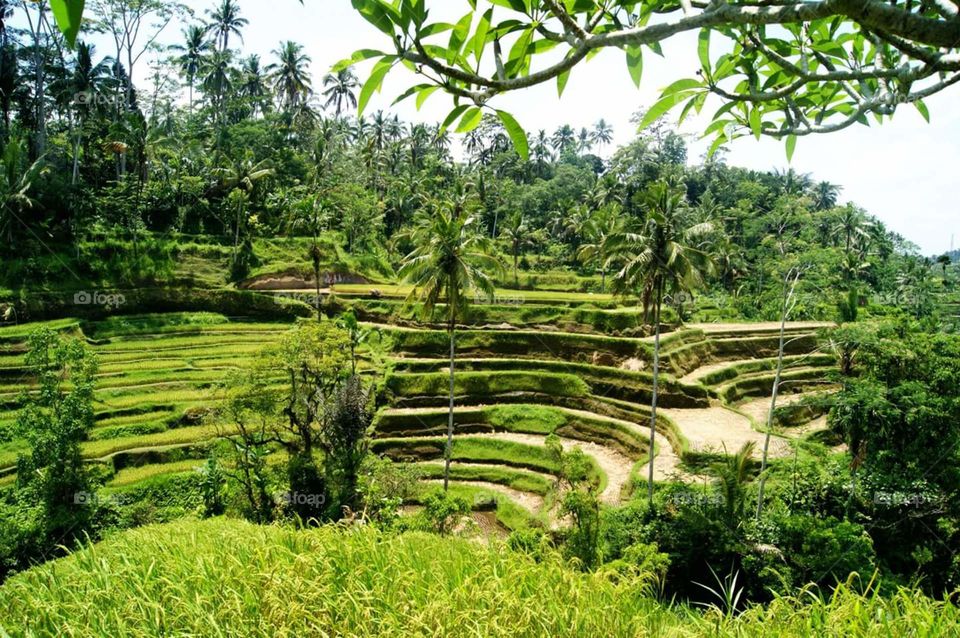 Tegallalang rice terrace in Bali