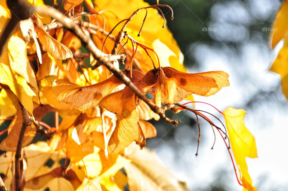 Fall, Leaf, Nature, Tree, Season