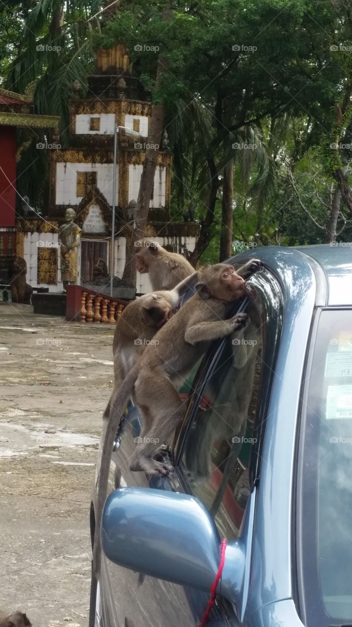 car verus monkey