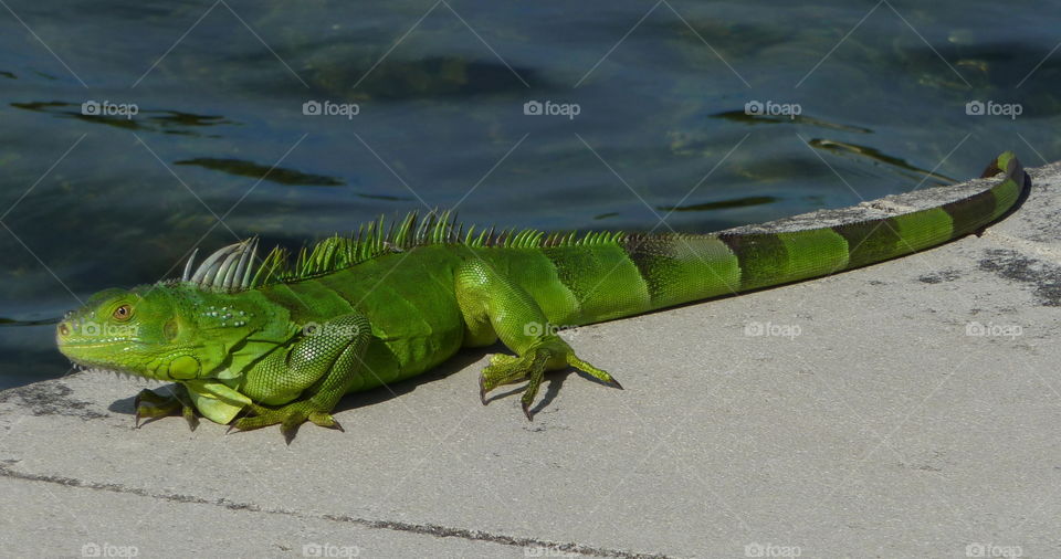 Green iguana 
