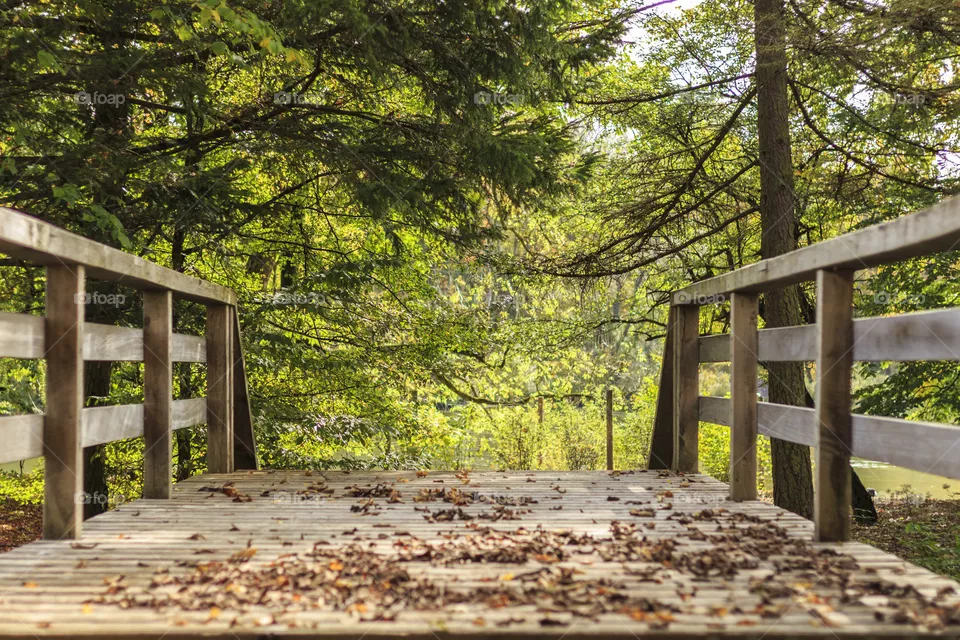 Bridge 
