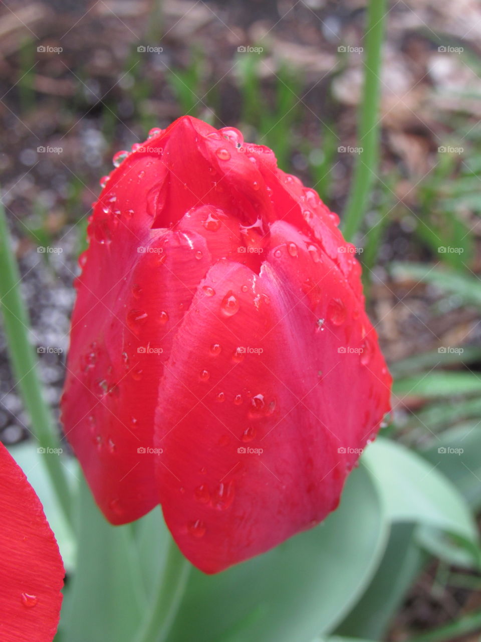 Red tulip 