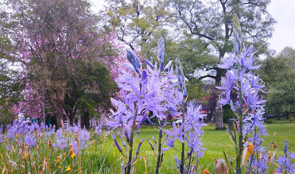 Spring flowers in