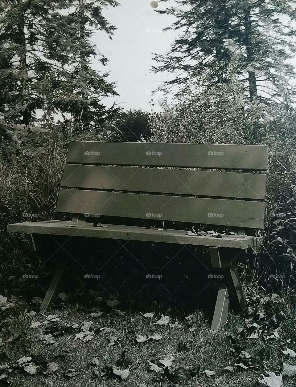 Bench that sits in the woods