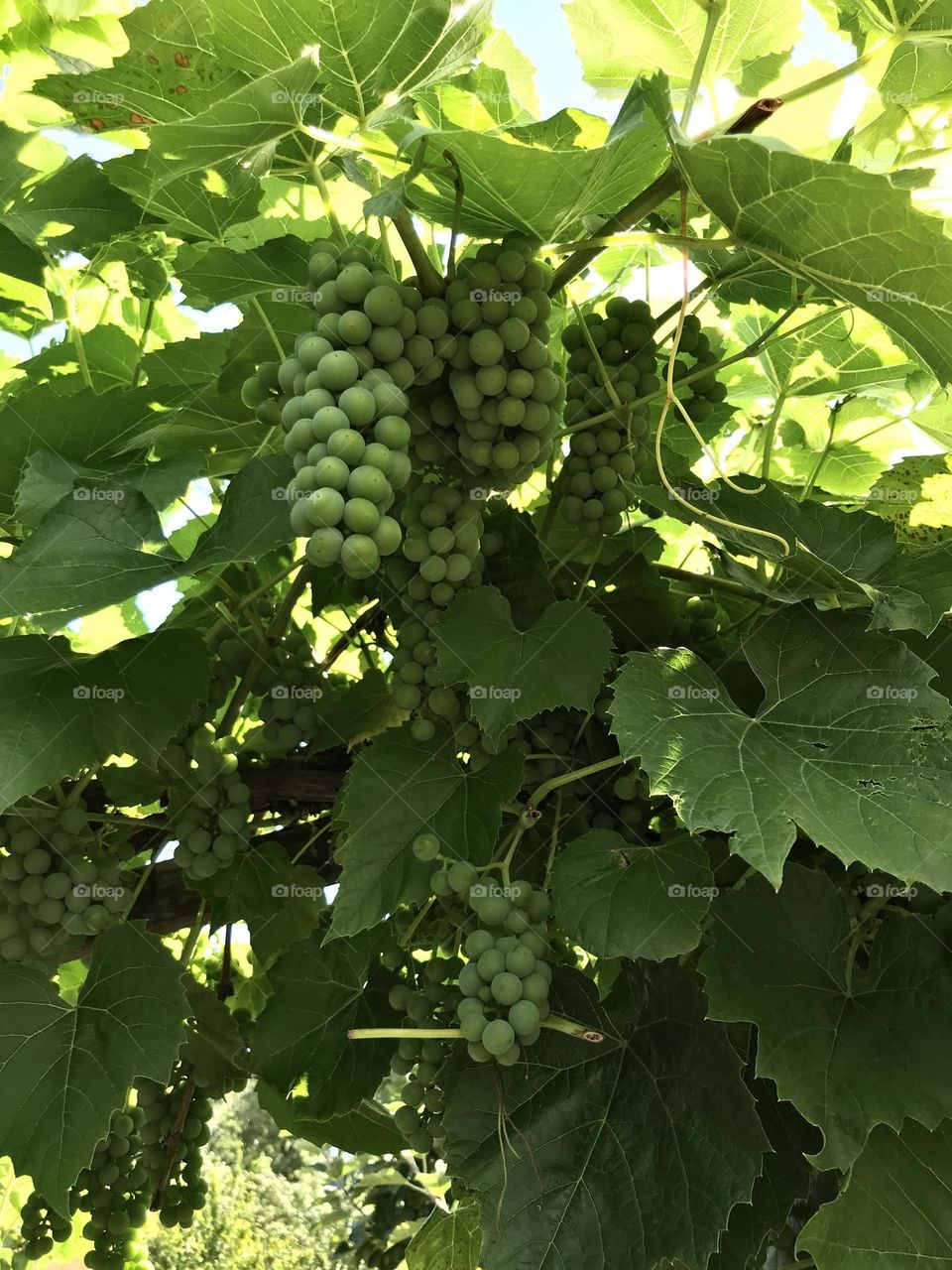 Grapes ripening