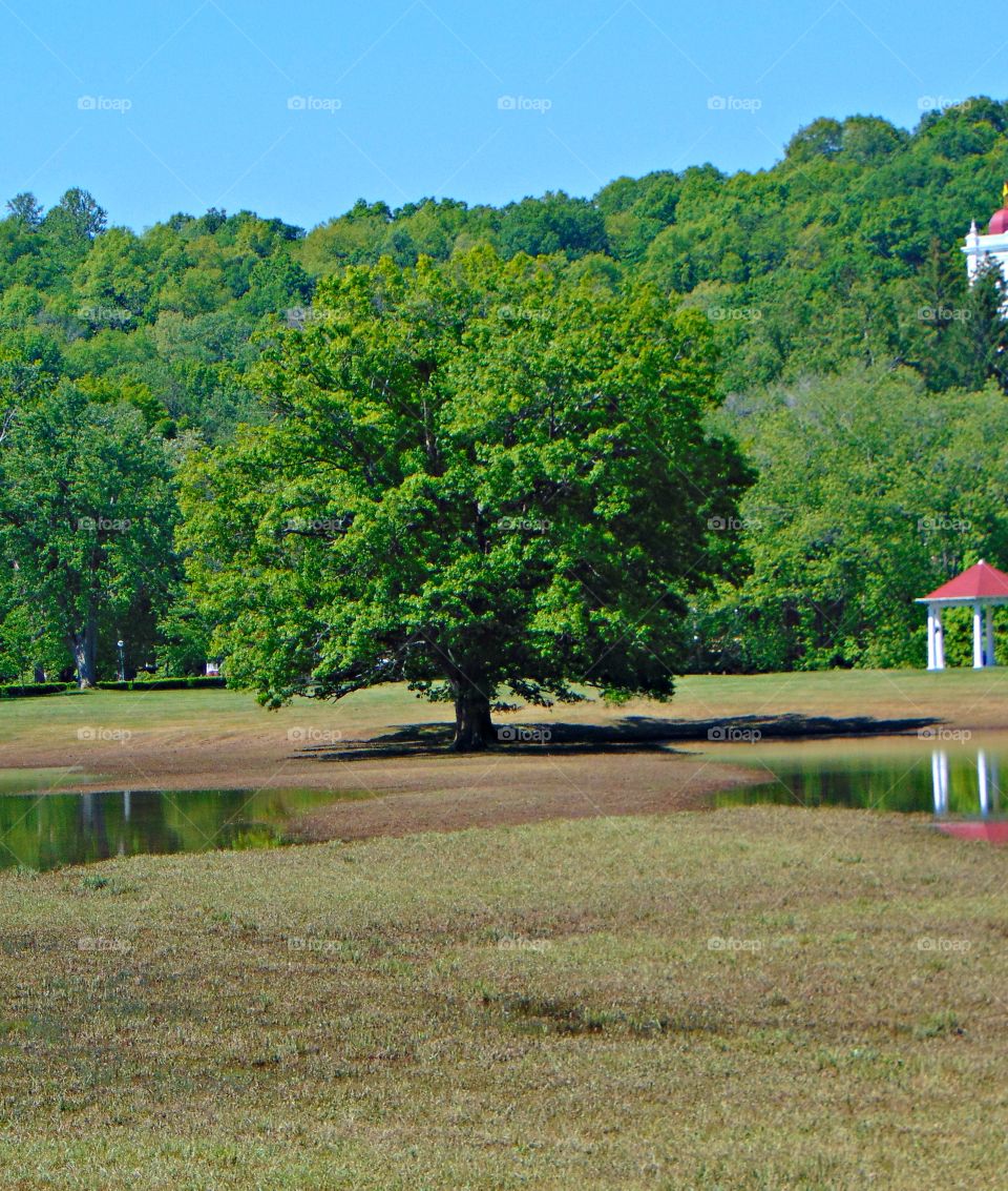 Tree in flooded field in French Lick Indiana