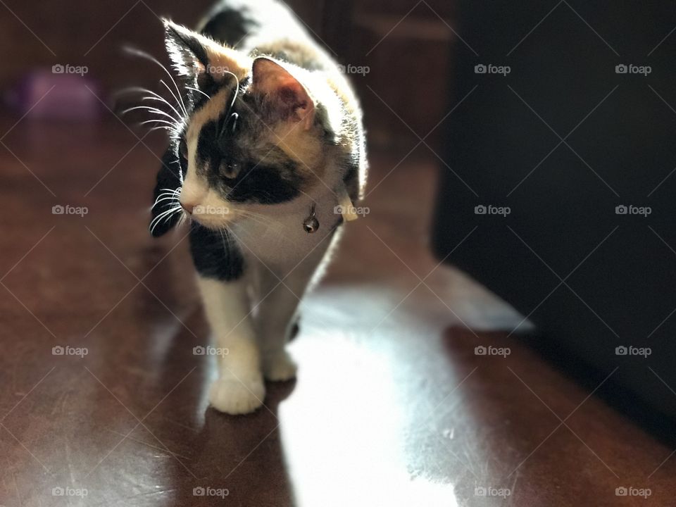Calico kitten on the prowl
