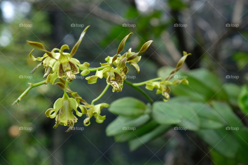Dendrobium Orchid Pseudoconanthum