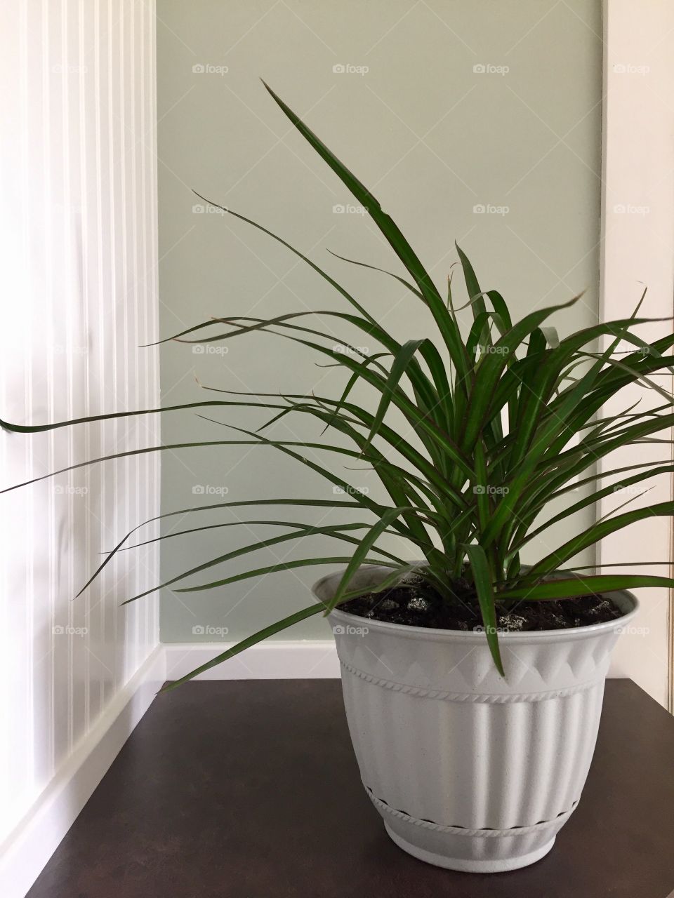 Potted plant in house