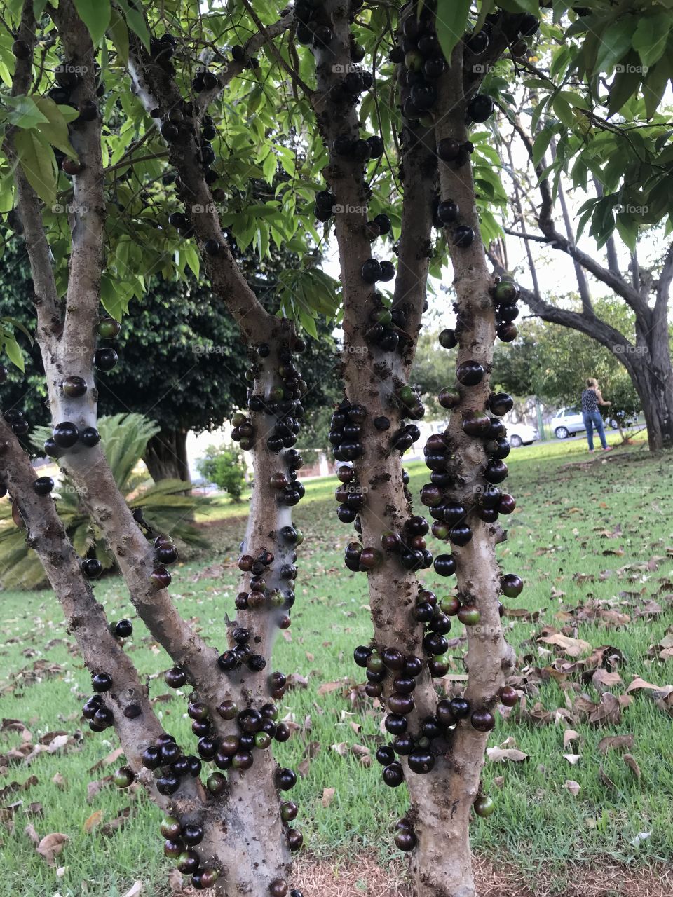 Jabuticaba is Brazilian fruit, similar to blackberry, but with totally different flavor.