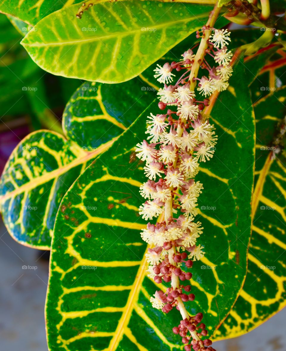 Plant berries and bloom