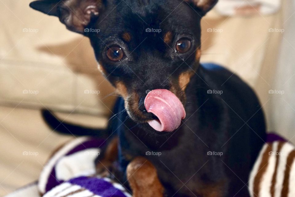 Pinscher