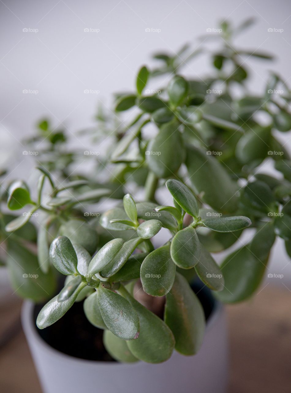 Detailed View Of Green Succulent Plant In A White Pot