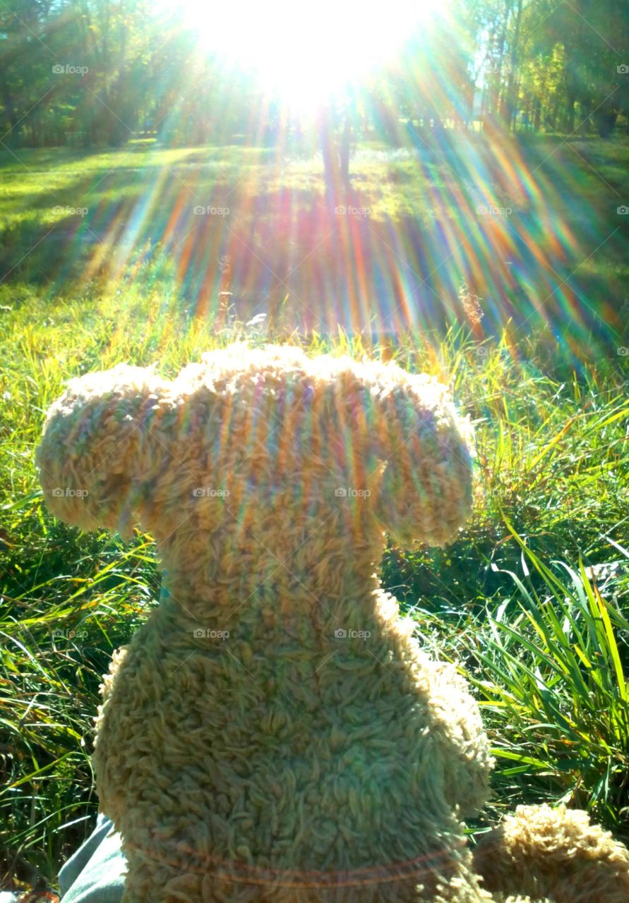 Dog in solar lights in green grass resting